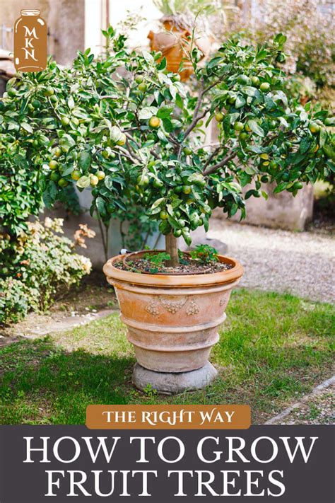 Growing Fruit Trees in Pots (Tips For Success) - Melissa K. Norris