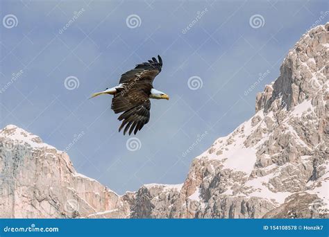 Eagle Flying Over High Rocky Mountains and Blue Sky Stock Photo - Image of determination, eagle ...