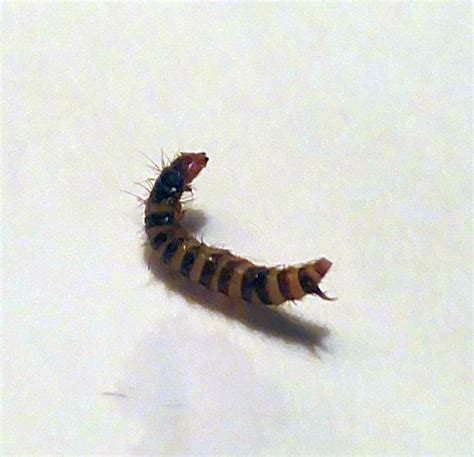 larva of dermestid beetle - PEST CONTROL CANADA