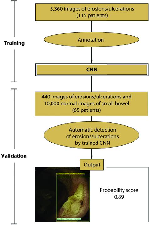 Flowchart of the study design. CNN, Convolutional neural network ...