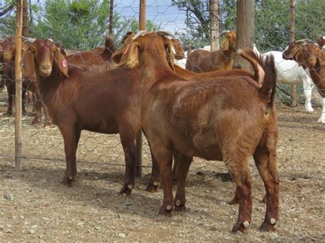 Kalahari Red Goats - KUHLASE LIVESTOCK FARMING