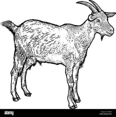 Goat Illustration High Resolution Stock Photography and Images - Alamy