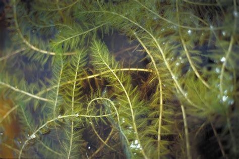 Eurasian watermilfoil - Invasive Species Council of British Columbia