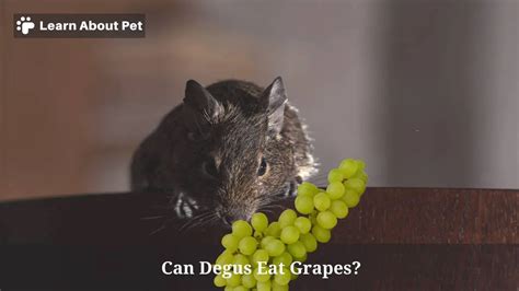 Can Degus Eat Grapes? (5 Interesting Facts) - 2023