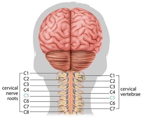 Spine Anatomy C5 C6