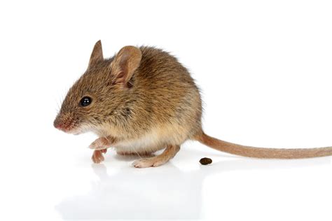 What Does Mouse Poop Look Like? Identifying Mice Poop | EcoGuard