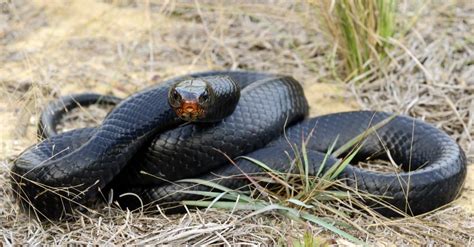 Largest Snake in the US Discovered (Up to 500+ Pounds!) - A-Z Animals