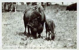 Home [northeasternbeefaloassociation.weebly.com]