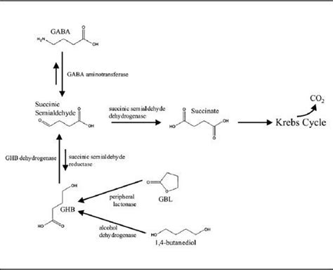 Gamma Hydroxybutyric acid - Alchetron, the free social encyclopedia