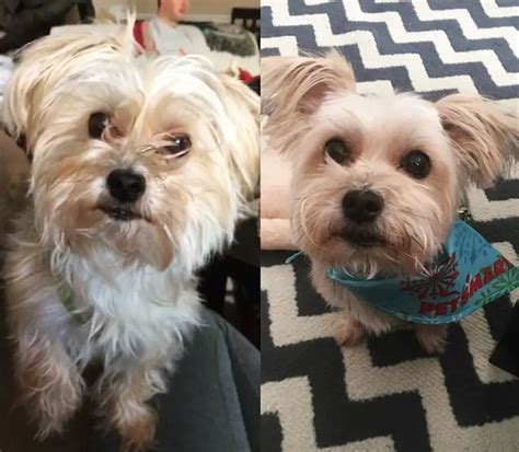 20 Best Morkie Haircuts for Dog Lovers - The Paws