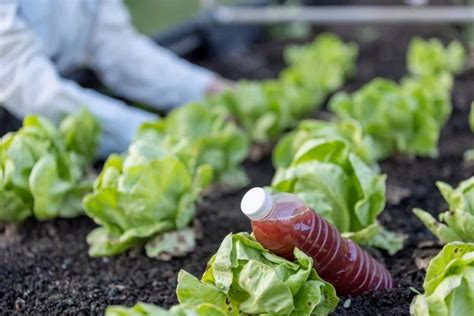 Los microorganismos fotosintéticos ayudan a las plantas a fijar bien el nitrógeno, manteniendo ...