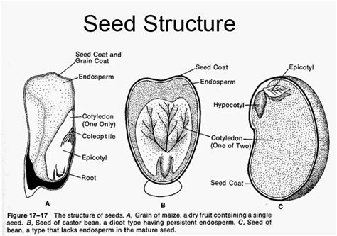 Seed Diagram Labeled