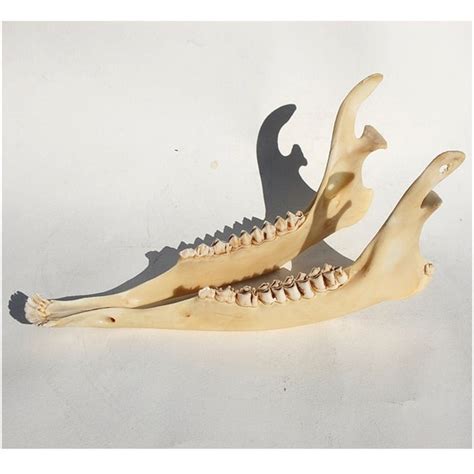 vintage deer jaw bone intact with all teeth