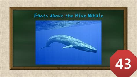 Watch, Listen, and Repeat English Sentences. Practice (Facts about the Blue Whale) - YouTube