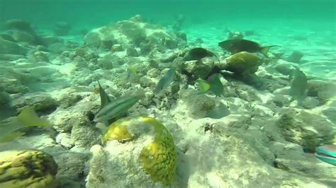 Snorkeling at Coral Gardens Reef & Smiths Reef on Turks & Caicos Islands - YouTube