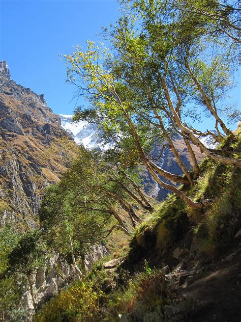 Himalayan Bhojpatra Trees Photograph by Oliver Riedel