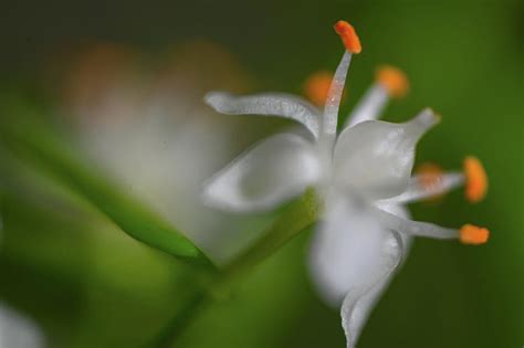 Asparagus Fern Flower Photograph by Katy L - Fine Art America