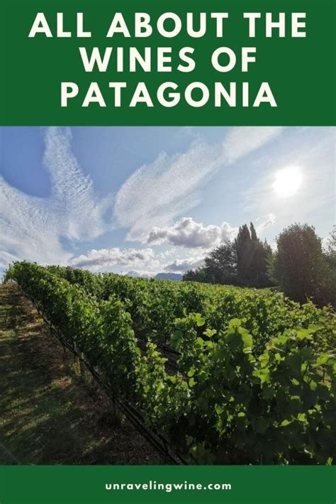 Patagonia Wine Region: Wines of Argentina - Unraveling Wine | Wine region, Patagonia, American wine