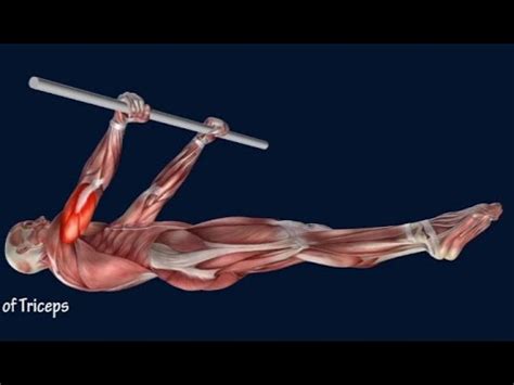 How to Front Lever Muscle Anatomy Training Program EasyFlexiiblity - YouTube