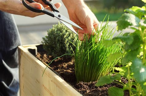 10 Reasons To Grow Chives In Your Garden