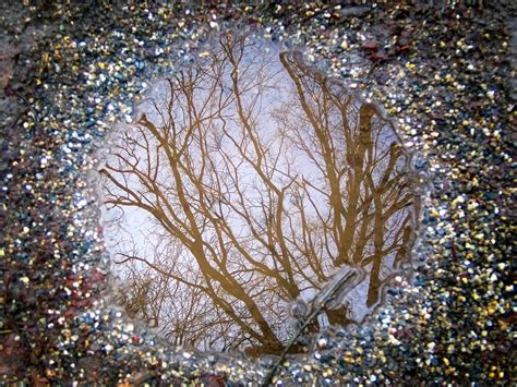 Puddle,rain puddle,water puddle,mirroring,tree - free image from ...