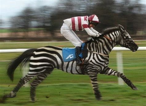 Two-Year Old Zebra Hybrid to Compete in Kentucky Derby - The Zebra-Good News in Alexandria