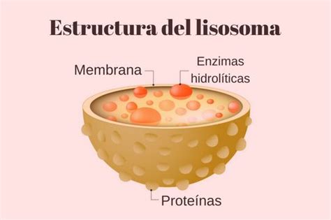 Imagenes De La Celula Animal Y Vegetal Y Sus Partes Para Colorear - Consejos Celulares