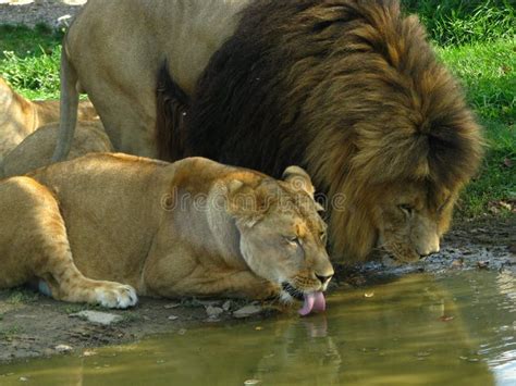 Lioness Drinking with the Pride Leader. Stock Image - Image of safari, leader: 53393187