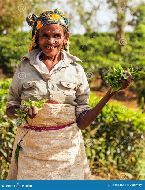 Farmers are Harvesting Tea, Picking Hand Tea Estate in Hill District Tea Industry Sri Lanka ...