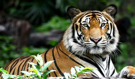 Tiger Safaris In India - Unmatched Wildlife Beauty Of India