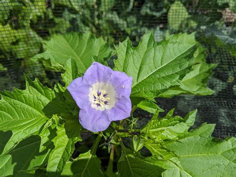 shoo fly plant – The Potwell Inn