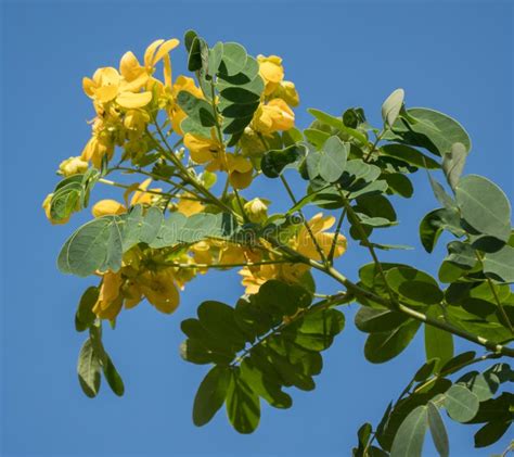 Cassod Tree; Cassia Siamea with Flower Blurred Background Stock Photo ...