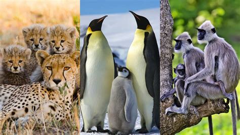 Adorable baby animals pictured with their families