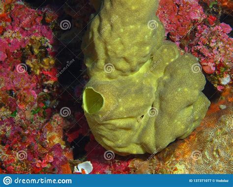 Demosponge stock image. Image of animal, underwater - 137371077