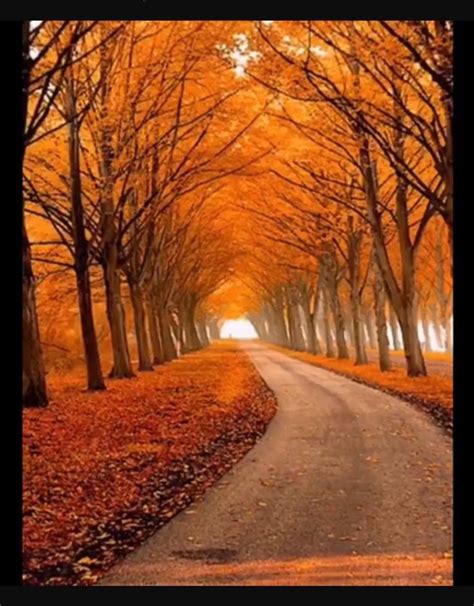 Beautiful World, Beautiful Places, Beautiful Roads, Gorgeous, Tree Tunnel, Autumn Scenes, Fall ...