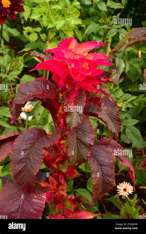 Edible amaranth (Amaranthus tricolor) is an annual plant native to ...