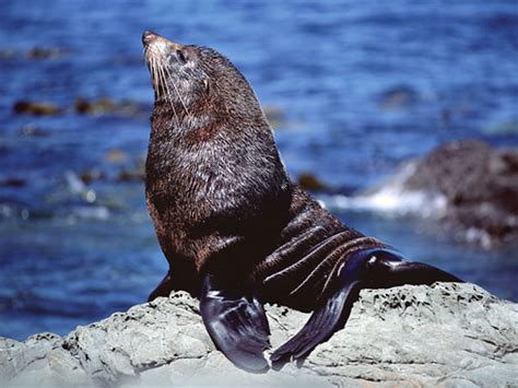 Milford Sound Wildlife | Milford Sound Select Trips & Tours