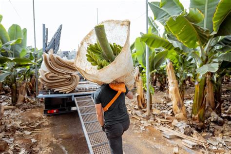 Harvesting on the Banana Plantation Stock Photo - Image of farmer ...