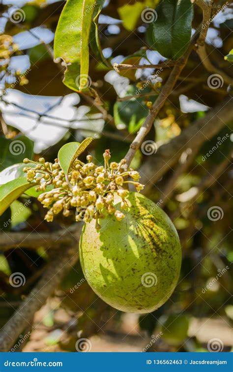 Chrysophyllum Cainito Or Star Apple Hanging On Tree, Caimito Fruit ...