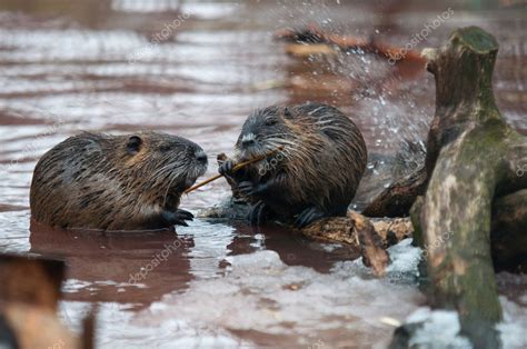 Nutria eating — Stock Photo © trybex #21597977