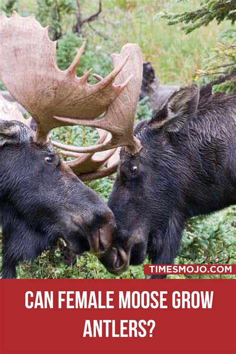 Can female moose grow antlers? - TimesMojo