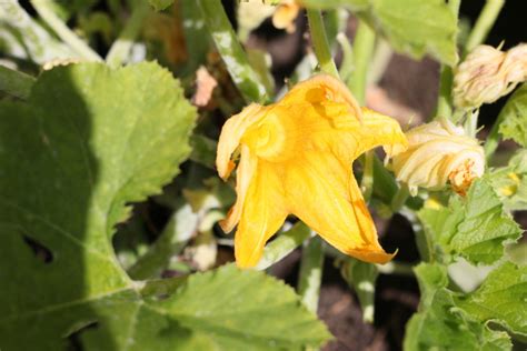 zucchini-plant-7 - Embracing Harvest