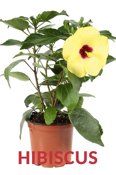 The Best Ways to Grow, Care and Utilize Hibiscus Plants - Home Gardeners