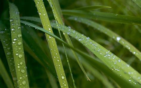 Flowers green leaf close-up wallpaper (3) #14 - 1920x1200 Wallpaper Download - Flowers green ...