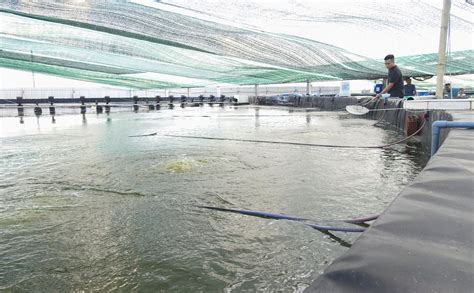 3-stage shrimp farming applying water recirculation technology