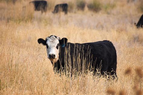 Black Baldy Cow Photograph by Riley Bradford