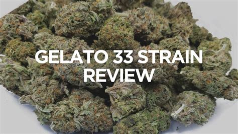 Gelato 33 Strain Review - ARCannabis