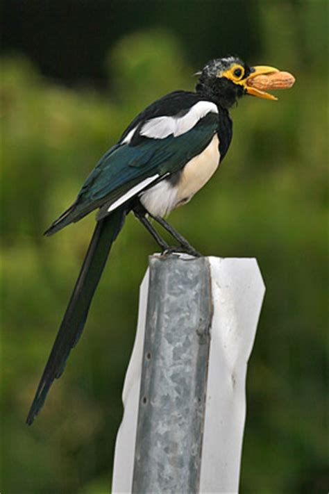 Yellow-billed Magpie Pictures and Photos - Photography - Bird ...