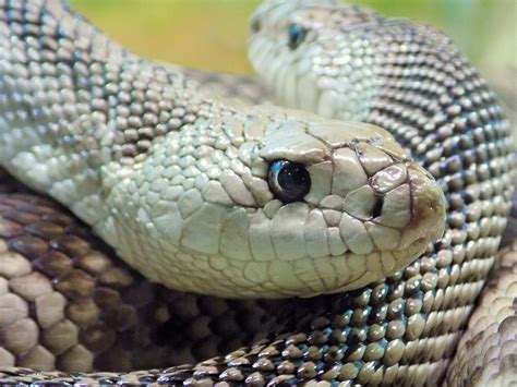 Florida Pine Snakes Photograph by Sarah Barba - Fine Art America