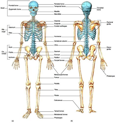 Skeletal System - Shaszmein